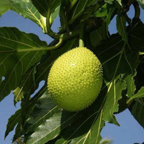 Beadfruit Solar Hotels & Resorts Beadfruit Solar Hotels & Resorts